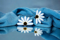 Daisy Statement Stud